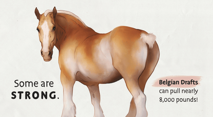 Baby's First Book of Horses